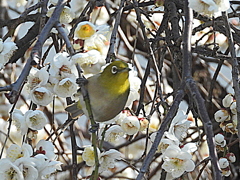 枝垂れ梅にメジロ