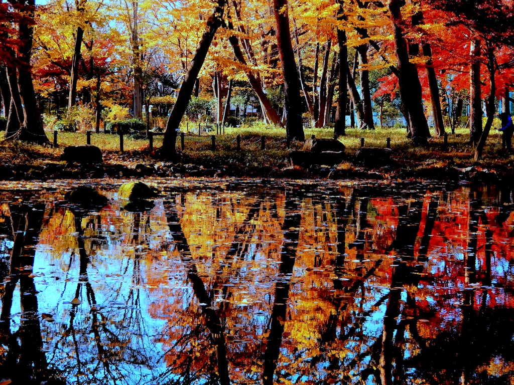 塚山公園の紅葉