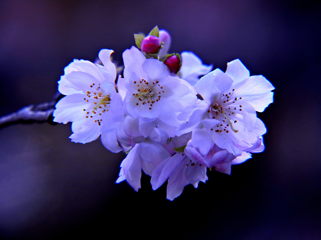 十月桜