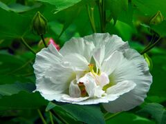 酔芙蓉
