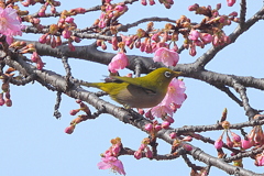 河津サクジロー