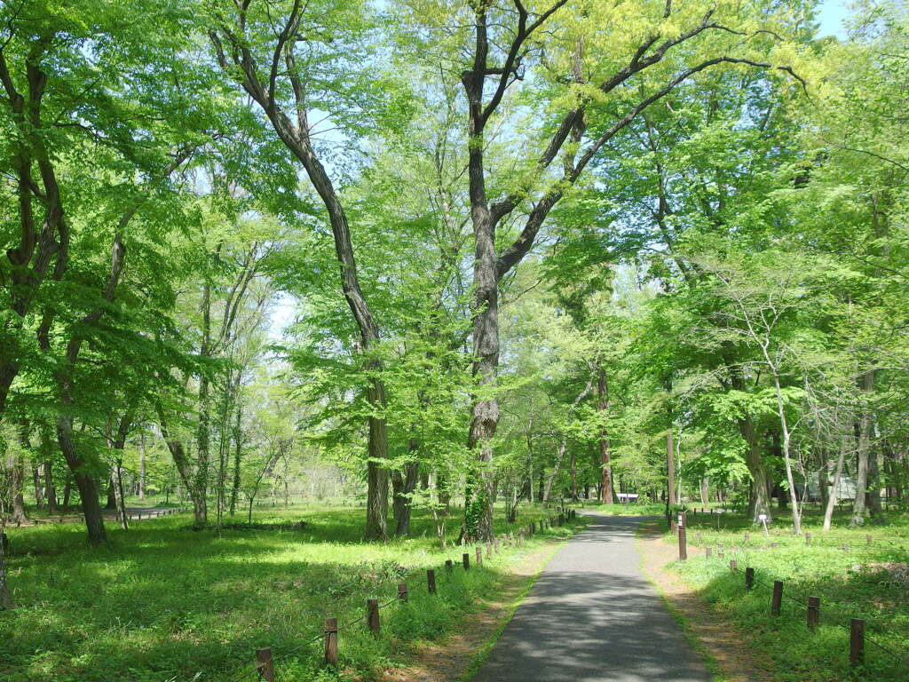 新緑の神代植物園