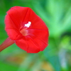 羽衣縷紅草