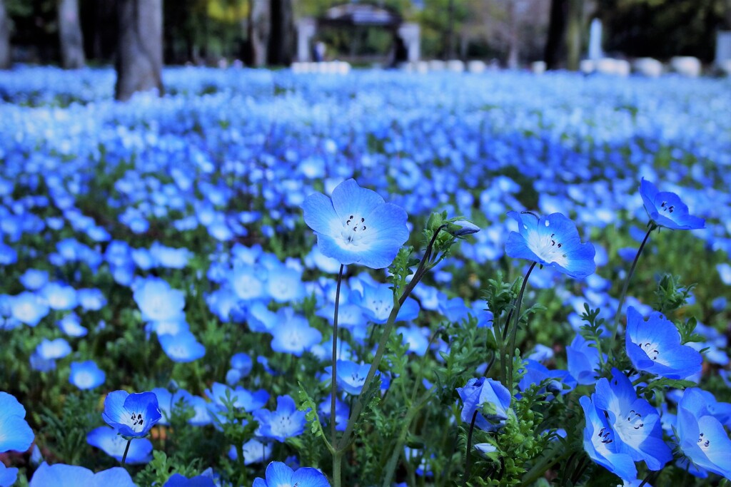 日比谷公園のネモフィラ