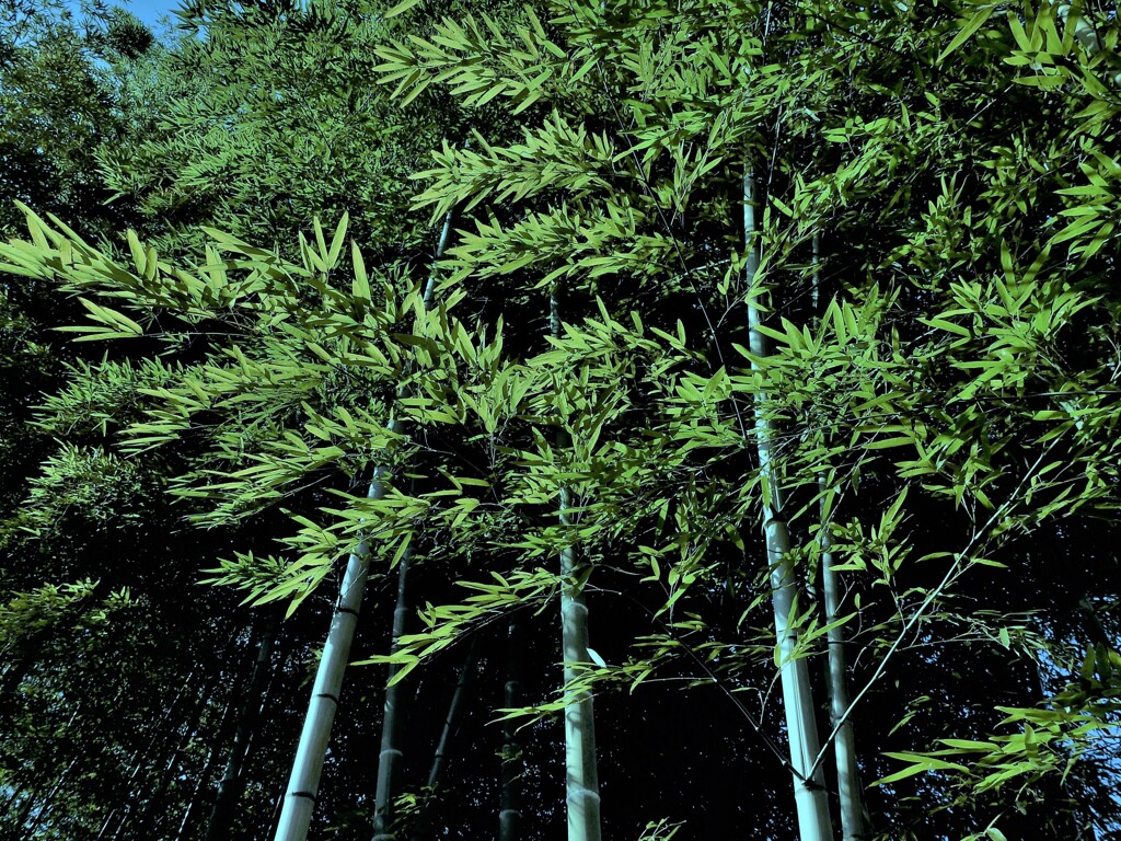 郷土の森の竹林