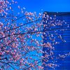 日比谷公園の大寒桜