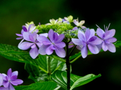 紫陽花