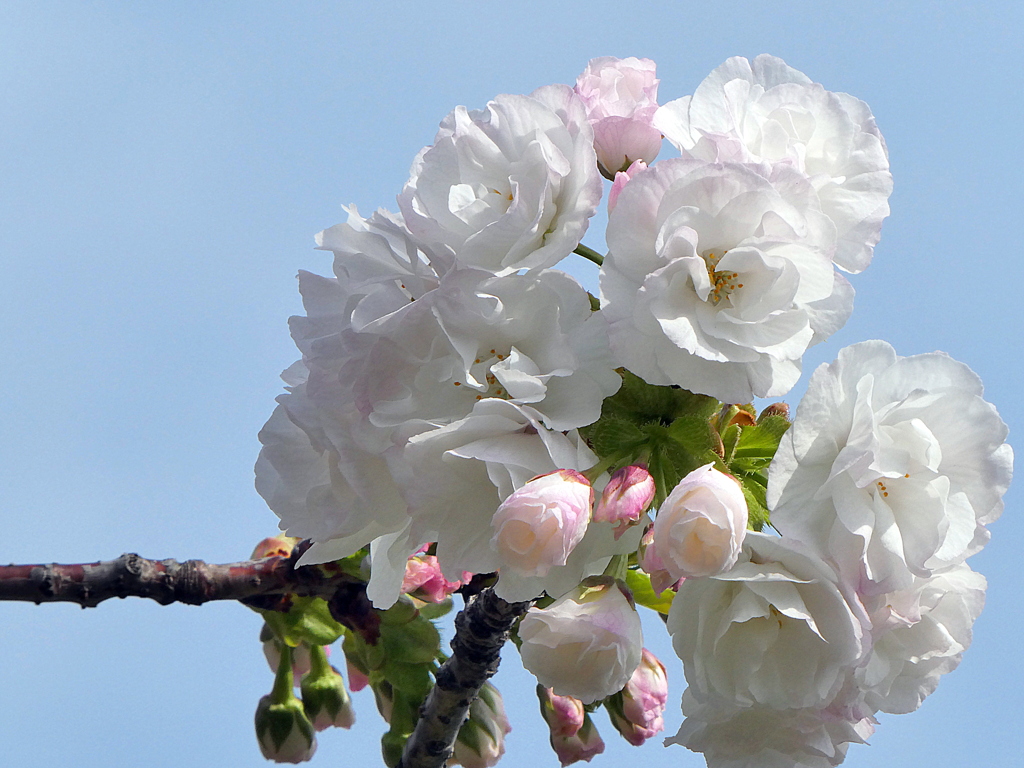 憲政記念会館の桜　白妙