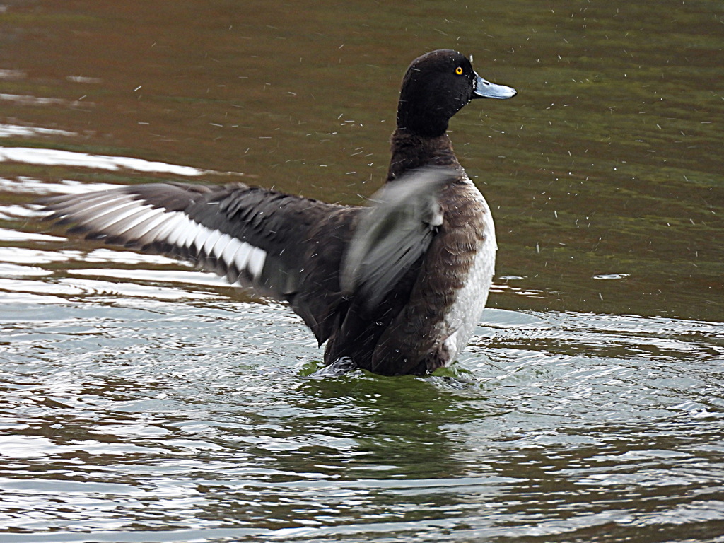 キンクロハジロの羽ばたき