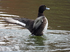 キンクロハジロの羽ばたき