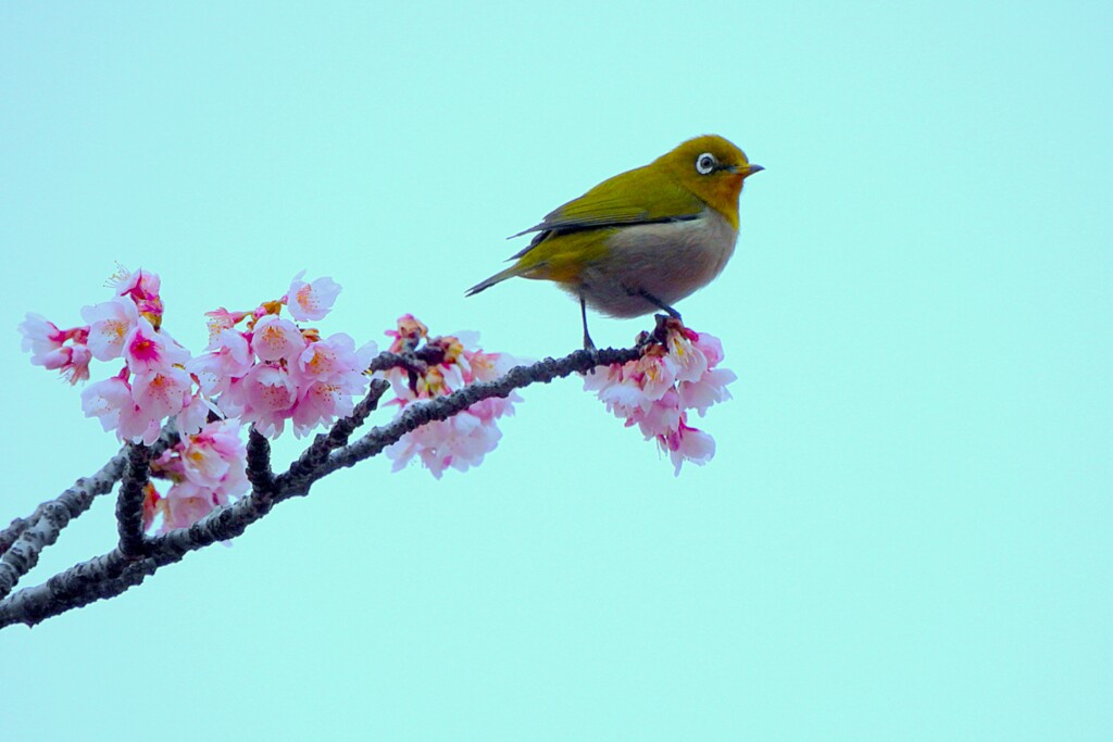 日比谷公園の大寒桜とメジロ