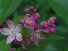 桜空木