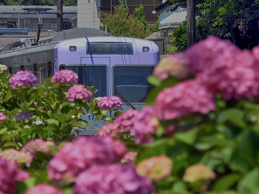 紫陽花と電車