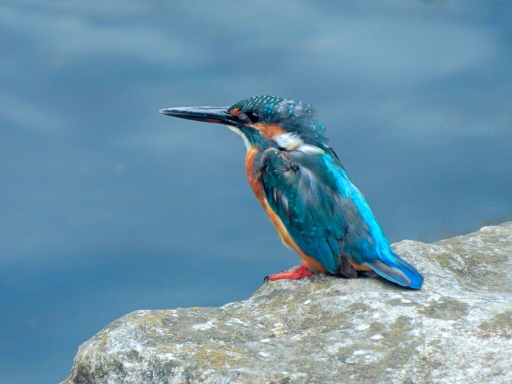 野川のカワセミ