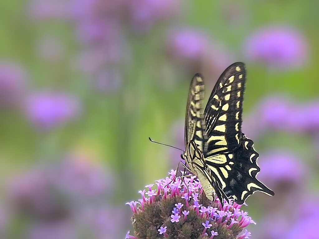花と蝶