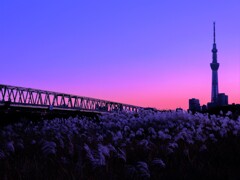 ススキとスカイツリー