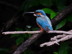 瓢箪池のカワセミ
