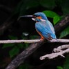瓢箪池のカワセミ