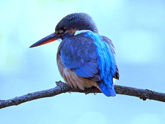 瓢箪池のカワセミ♀