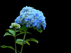 色付き始めた紫陽花