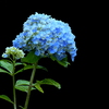 色付き始めた紫陽花