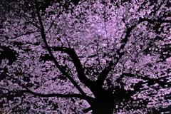 日比谷公園の夜桜
