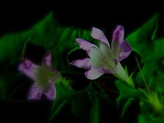 黄抱笹葉桜鼠多曜切咲