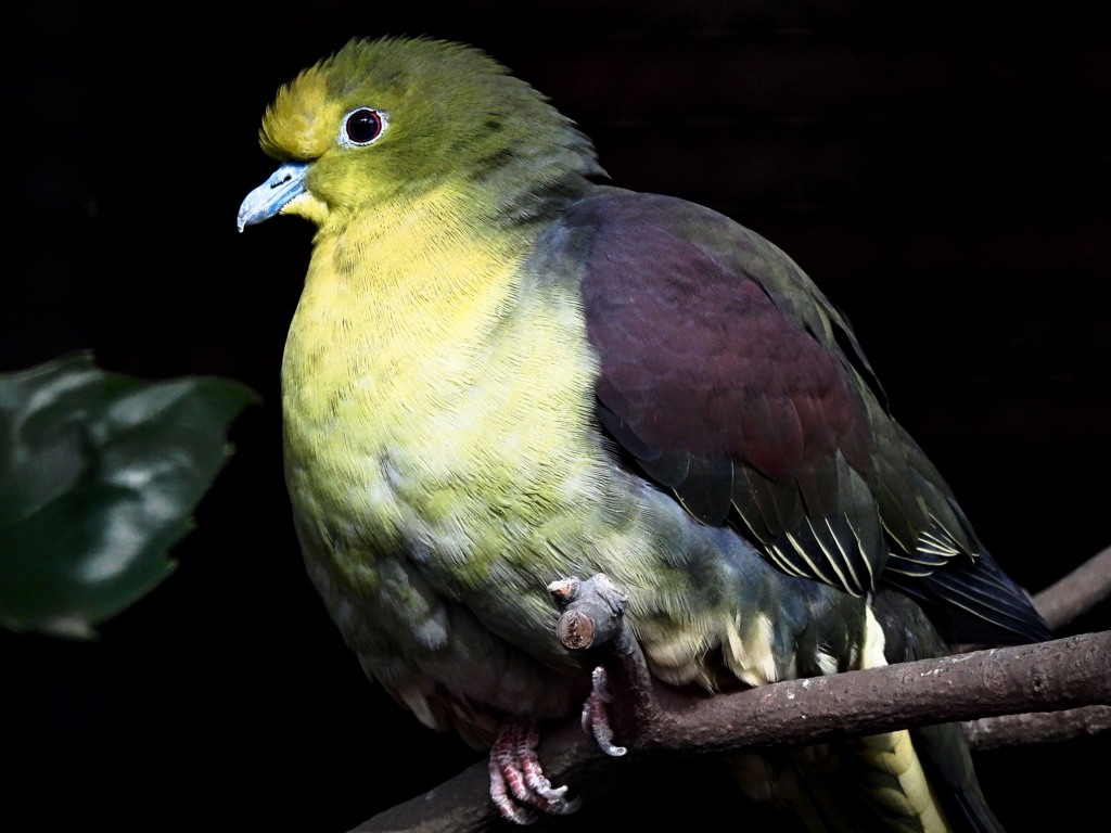 緑鳩