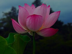 日本古代蓮