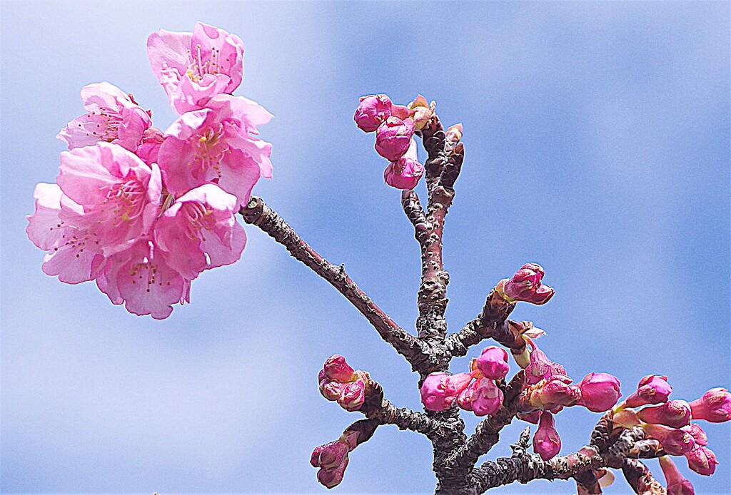 河津桜