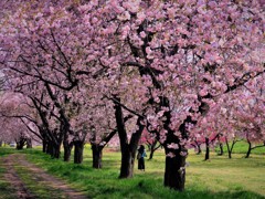 千曲川堤桜