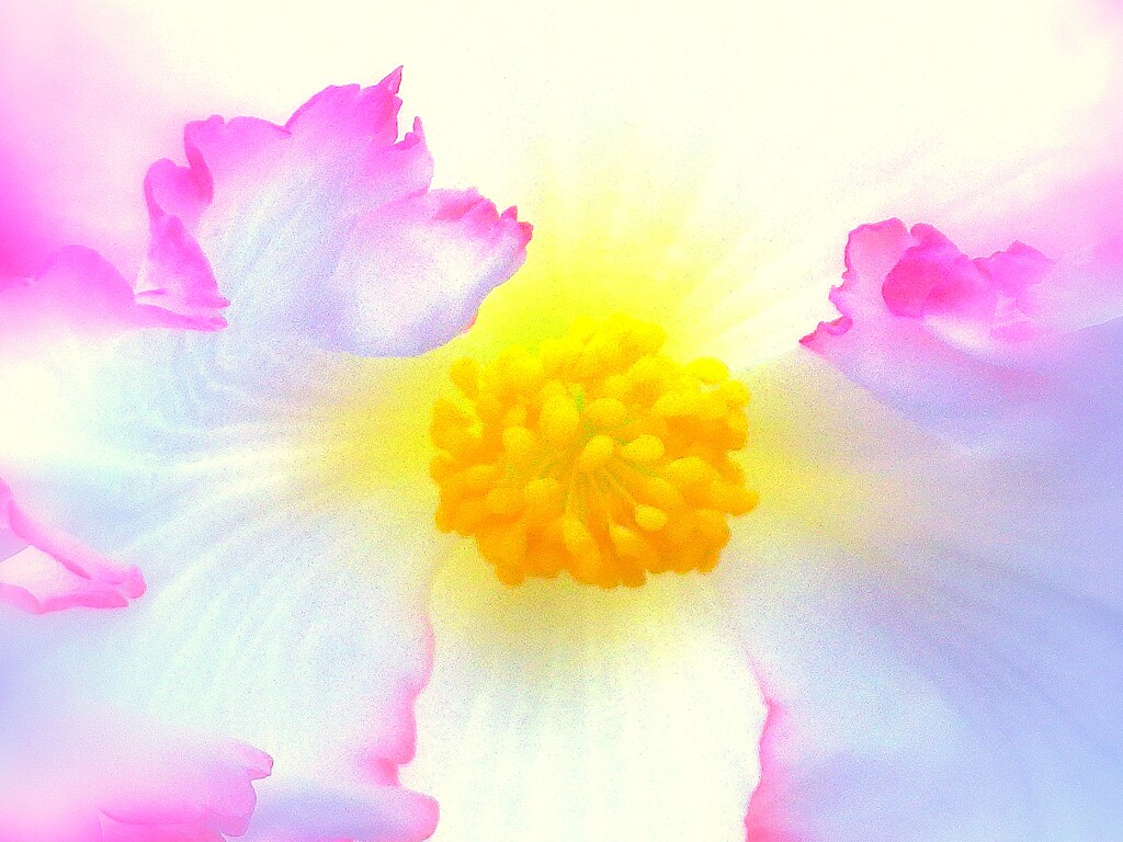 ベゴニア 