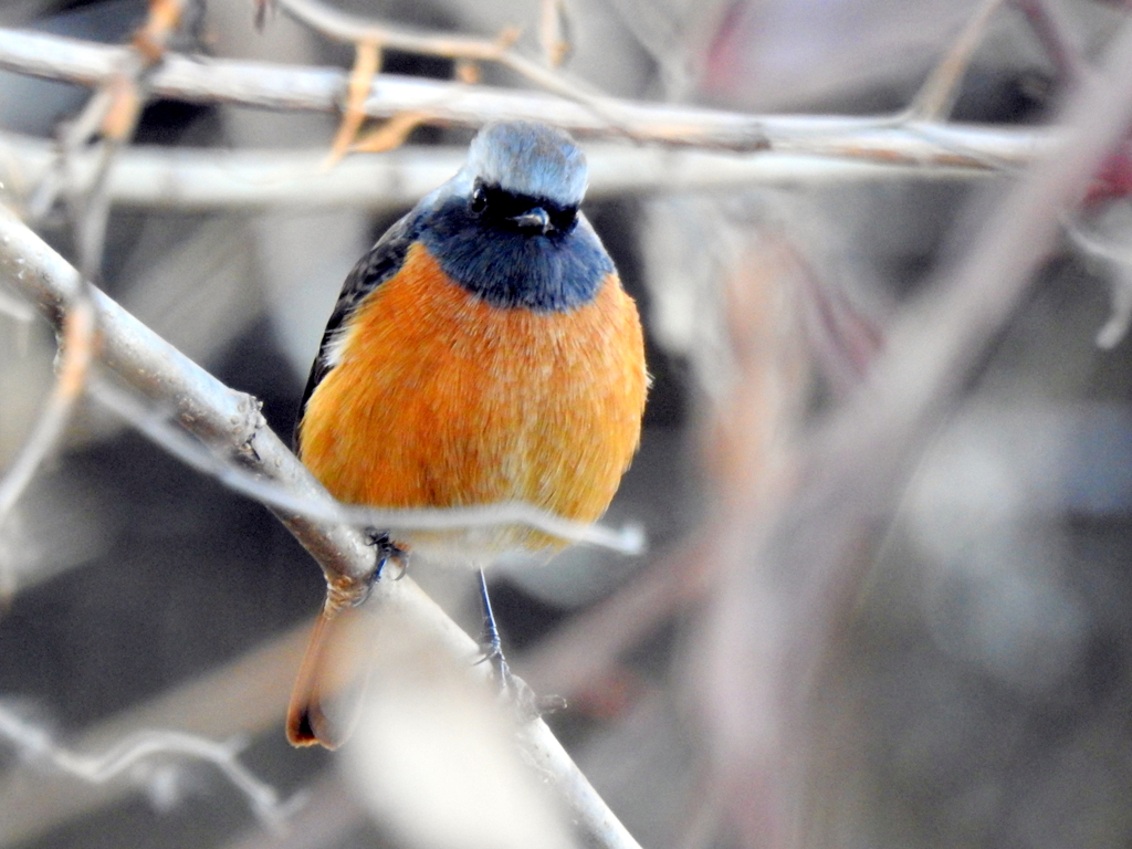 鳥三昧の一日