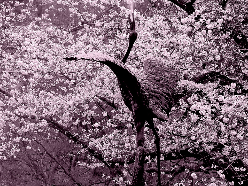 桜満開