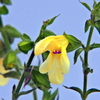 華やかな青春