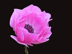 アネモ･ネポルト