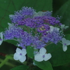 玉紫陽花