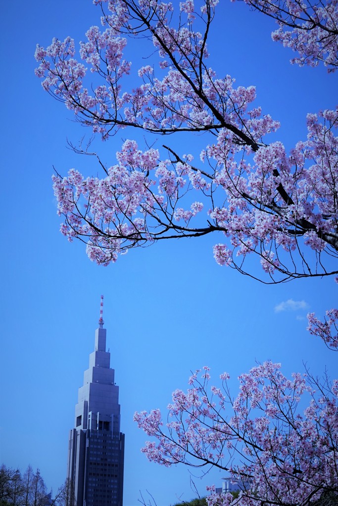 高遠小彼岸桜とドコモタワー