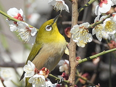 美味しそうだな～