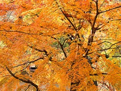日比谷公園の紅葉