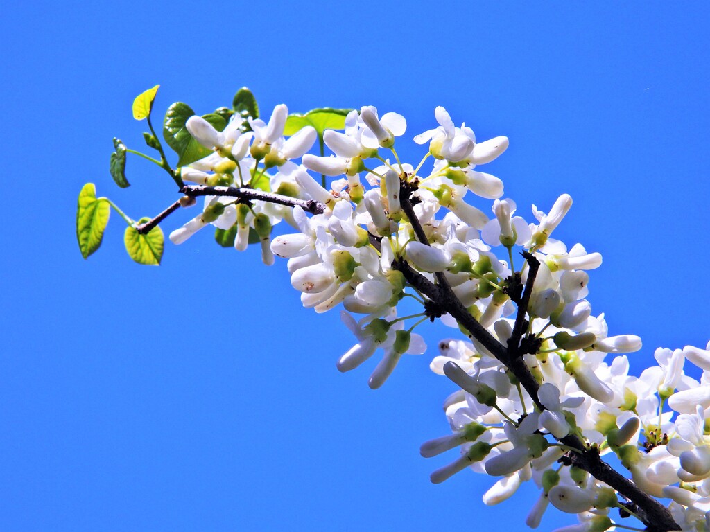 白花花蘇芳