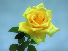 光華