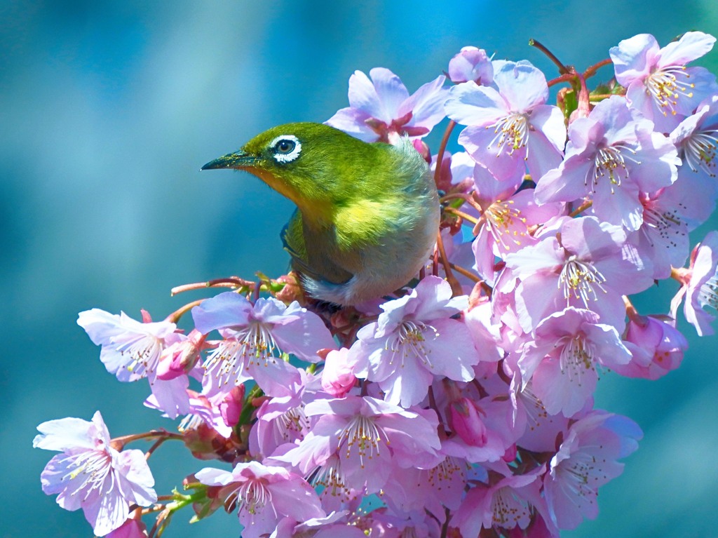 江戸彼岸桜にメジロ 