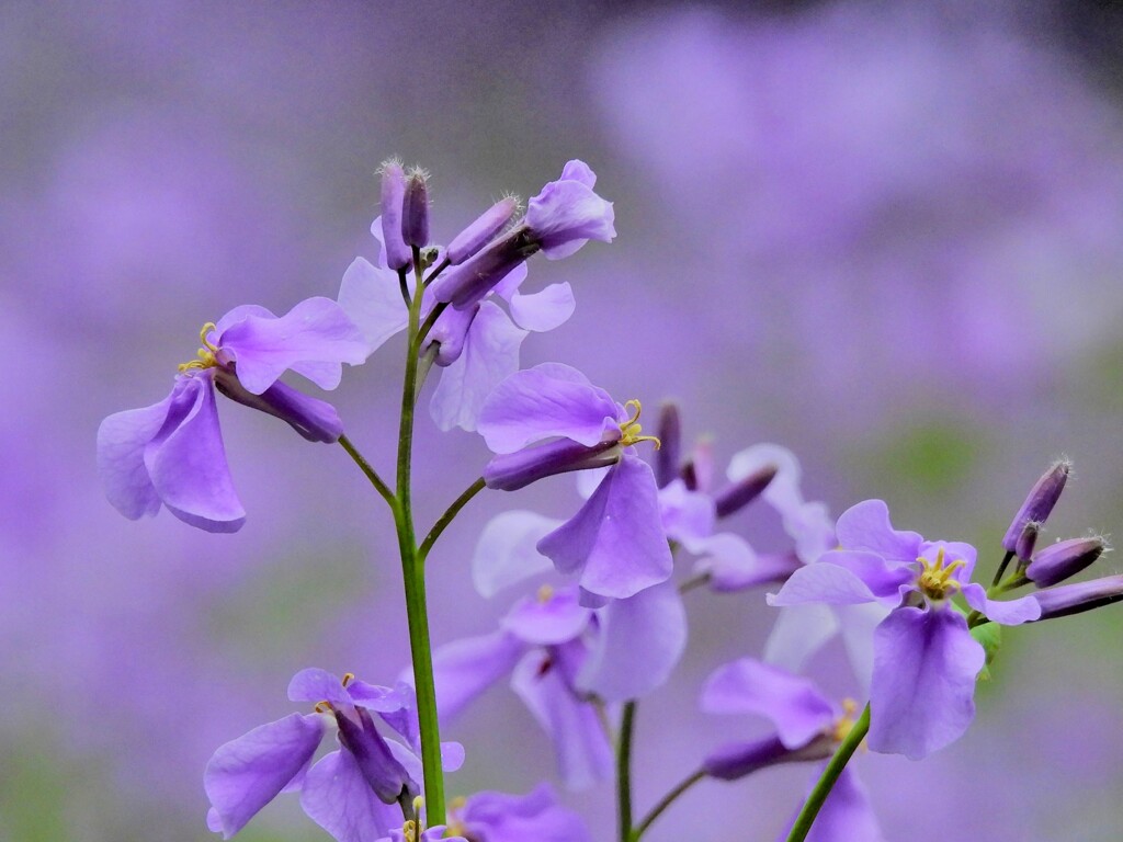 知恵の泉