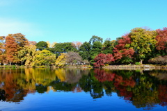 善福寺公園上池の紅葉