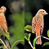 ホオジロ♀
