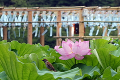 うえの夏まつり