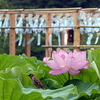 うえの夏まつり