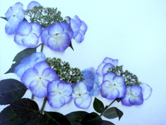 冬咲き紫陽花
