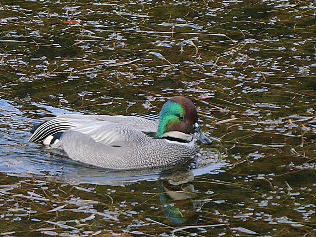 桜田堀のヨシガモ